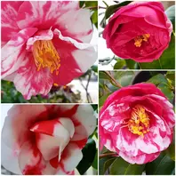 椿 品種不明斑入り椿、どの花も違った「季節の花など」のアルバム