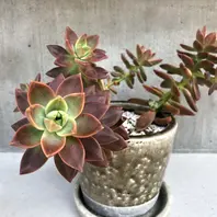 2021.7.31カリフォルニアサンセット「多肉植物/カリフォルニアサン