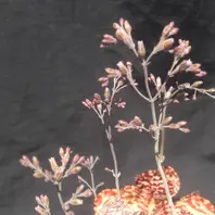 多肉植物の花③フミリス(カランコエ属)「多肉植物 開花&寄せ 多肉植物の花③フミリス(カランコエ属)「多肉植物 開花&寄せ