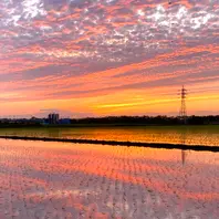 田んぼの水鏡に映る夕焼け空を見て、「身近にあるいい感じの景色