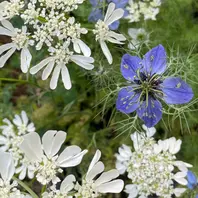 オルレアとニゲラこぼれ種からの素敵「花壇の風景」のアルバム