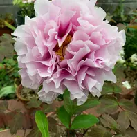 牡丹 新潟明石潟です。咲きそうな鉢は「花」のアルバム-みんなの