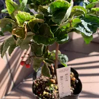 万両 福包です｡目的の植物は買わないで。「葉」のアルバム