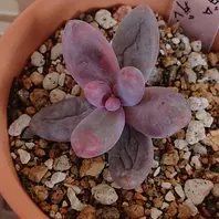キャンディグレープ。本当はパキセダム「多肉植物」のアルバム