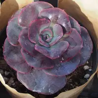 ペルシア　多肉植物 ペルシア。大きな紫の葉が目をひきます。「多肉植物」のアルバム