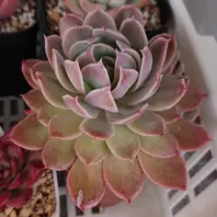 風の花。おらいさん苗のミックスベリア「多肉植物」のアルバム