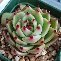 トスカーナ。爪のとんがり具合が素晴ら「多肉植物」のアルバム