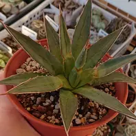 トスカーナ。爪のとんがり具合が素晴ら「多肉植物」のアルバム