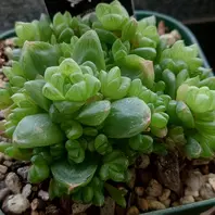 トスカーナ。爪のとんがり具合が素晴ら「多肉植物」のアルバム