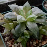 トスカーナ。爪のとんがり具合が素晴ら「多肉植物」のアルバム