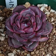 トスカーナ。爪のとんがり具合が素晴ら「多肉植物」のアルバム