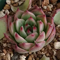 多肉植物  トスカーナ お爪に惚れ～♡ トスカーナ。爪のとんがり具合が素晴ら「多肉植物」のアルバム