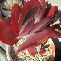 ハオルチア・万象無紋系のがっしりし「サボテン・多肉植物」の ハオルチア・万象無紋系のがっしりし「サボテン・多肉植物」の
