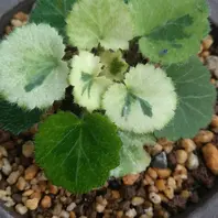 ユキノシタの七変化と呼ばれる斑入りの「ユキノシタ科の山野草」の