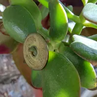 金のなる木です。💴💰💳5円玉の穴を金「我が家の植物」のアルバム