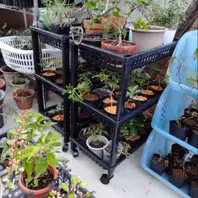 My盆栽棚」のアルバム-みんなの趣味の園芸1524233