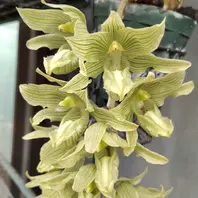 クロウェシア・ルッセリアナのお花🌼夏「蘭の開花」のアルバム