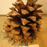 オオミマツの松ぼっくり。30cmくらいは「渋谷区ふれあい植物