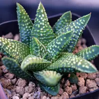 覇王スカブラ×コエルマニオルム交配種「ハオルチア2021 交配種編