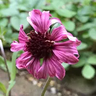 エキナセアマーシャルこのアンティ「我が家のお花たち•2022年」の