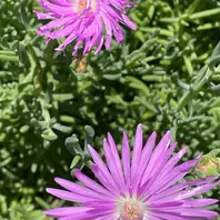 マツバギク（松葉菊）の写真-みんなの趣味の園芸2189107