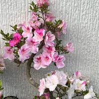 サツキ 一生の春「2022年の花々」のアルバム-みんなの趣味の園芸1679023