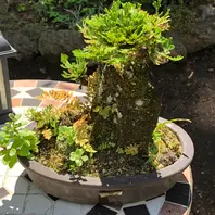 岩松の寄植え その2どんどん選んで持「森の中の庭にて（2022）」の