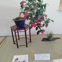 椿の懸崖「盆栽展」のアルバム-みんなの趣味の園芸1547705