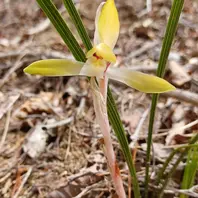 春蘭野生 黄花山に毎年咲いてくれる「野山の草花達」のアルバム