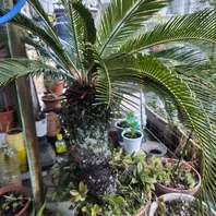 ソテツの脇芽と十両かな？「玄関周りを如何にか。」のアルバム