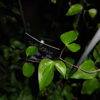 ソテツの脇芽と十両かな？「玄関周りを如何にか。」のアルバム