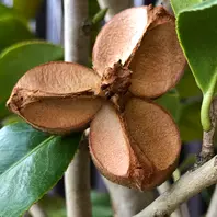 【専用】木の実　椿(山茶花)の殼　50個 山茶花以前、椿のような実を発見して投庭にて No.3｜アルバム写真