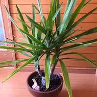 ユッカの写真-みんなの趣味の園芸1560024