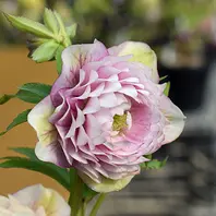 絞り系ゴールド交配のダブル。派手なの「加藤農園さんのクリスマス