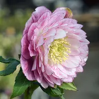 底白のクリスマスローズがセミダブルに「加藤農園さんのクリスマス