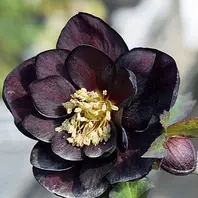 黒系のグロス花。グロス系の多弁はまだ「加藤農園さんのクリスマス