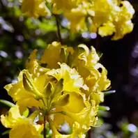 信濃ツツジ「銀河」。Rhododendronhy「庭の記憶2022～」のアルバム