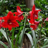 アマリリス「レッドタイガー」。鮮赤色「庭の記憶2022～」の