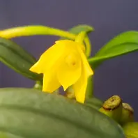 カトレアC.cernua aurea'Kanae'「我が家の洋蘭2022」のアルバム