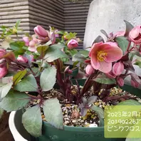 ピンクフロスト「クリスマスローズ」のアルバム-みんなの趣味の園芸1857040