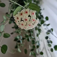 ホヤ（サクララン）の写真-みんなの趣味の園芸2533467