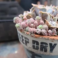 うっすらピンク色に紅葉したセダムの”パ「多肉植物№2」のアルバム