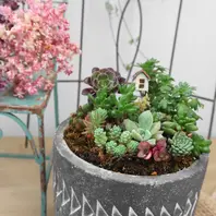 Top【選抜株】多肉植物　24457ライム&チリ錦　24個　鉢無し/脱土 多肉の寄せ植え虹の玉、白牡丹、黒法師「多肉植物№2」のアルバム
