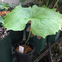 サンカヨウ山野草です。ネットで購入「鉢植え②2022春〜」の