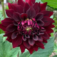 最新 ダリア・黒蝶も咲きました！この深紅が「2022～2025 庭の花 ヘアピン