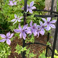 クレマチス「風の方位」。横一列に並ん「2022～2025 庭の花」の
