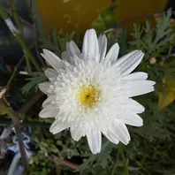 マーガレット大輪丁子咲き咲きました「2022年咲いた花たち」のアルバム