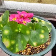 ツワブキ可愛い蛍斑入りです✨💚「四季の花🌷」のアルバム-みんなの