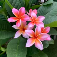 プルメリア JJミスティーク綺麗な色合いになって「OnlyOneのプルメリア達」の