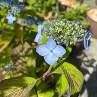紫陽花 大虹｜Hydrangea Ooniji｜花の手帖のアジサイ図鑑